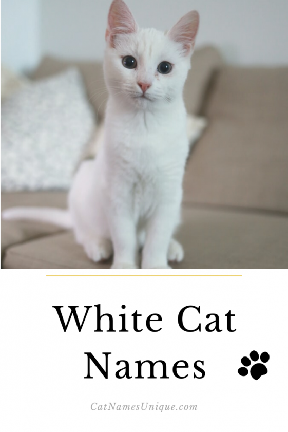 White Cat Names - 180 Pawesome White Names For Cats - Cat Names Unique