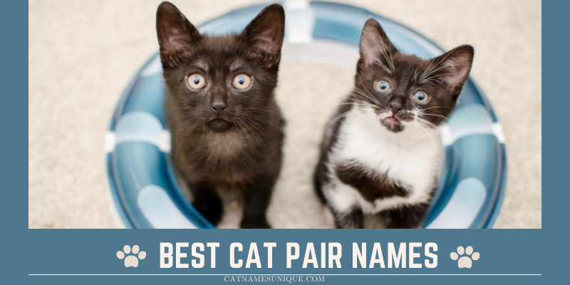 Best Cat Pair Names
