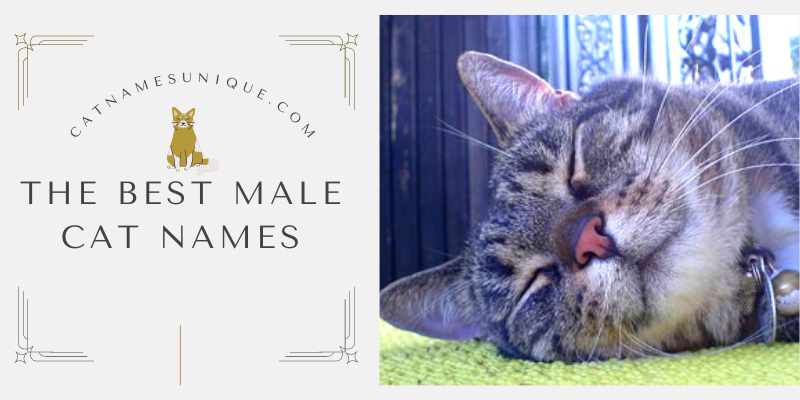 The Best Male Cat Names