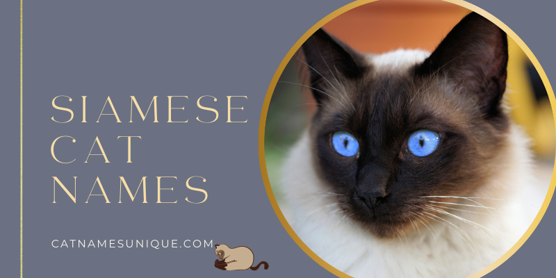 Unique Siamese Cat Names