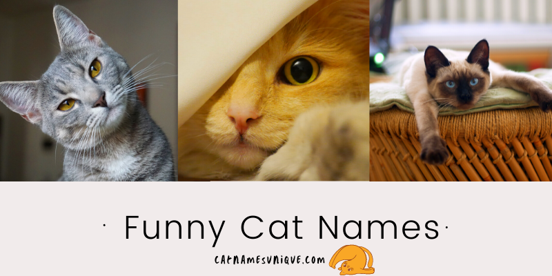 Funny Names for Cats