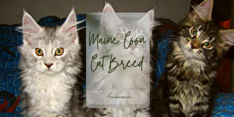 Maine Coon Cat Breed