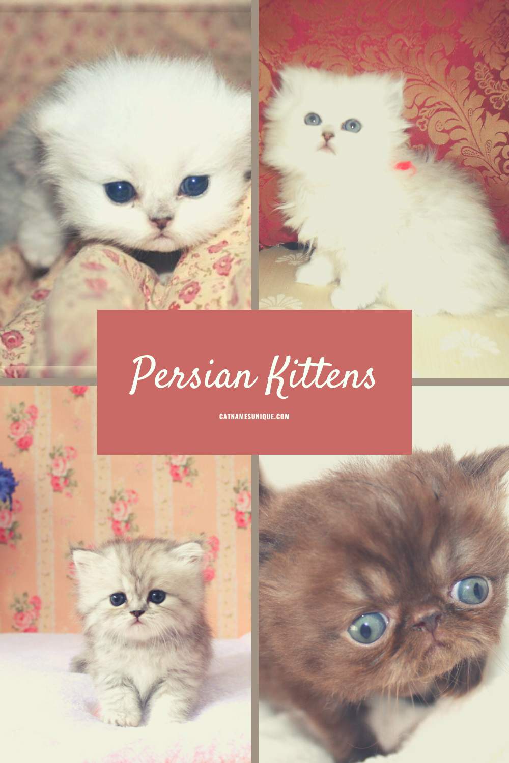 Persian Kitten Names