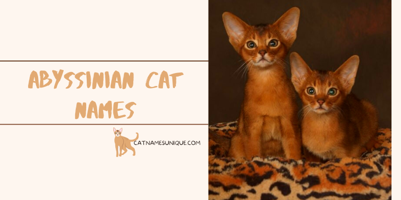 Abyssinian Cat Names