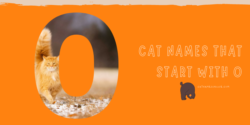 Cat Names That Start With O