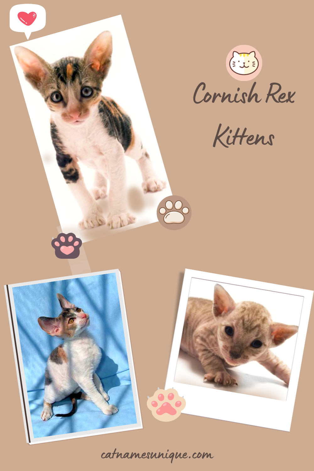 Cornish Rex Kittens