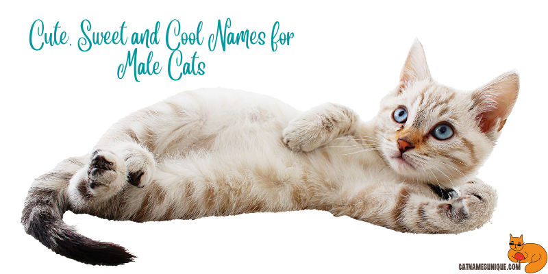 Cute, Sweet and Cool Names for Male Cats