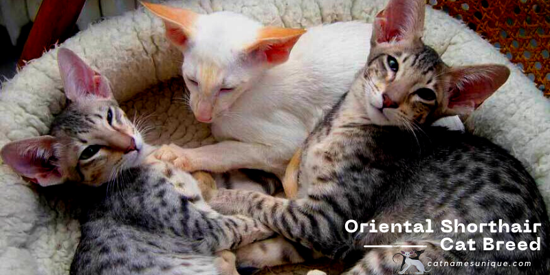 Oriental Shorthair Cat Breed