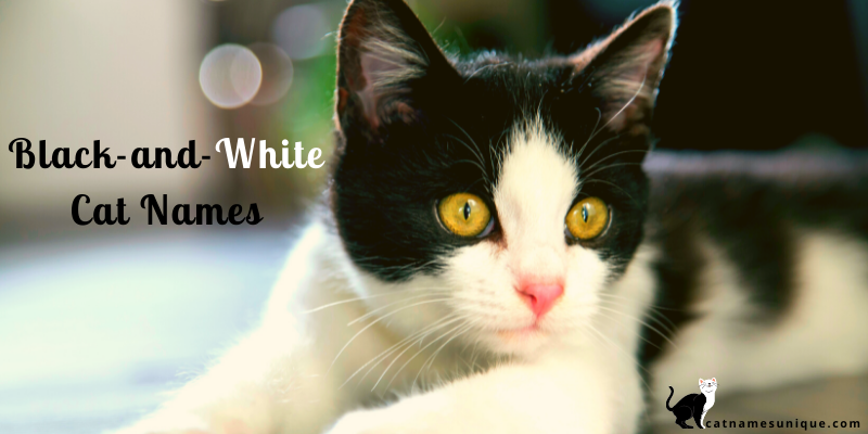 Black and White Cat Names