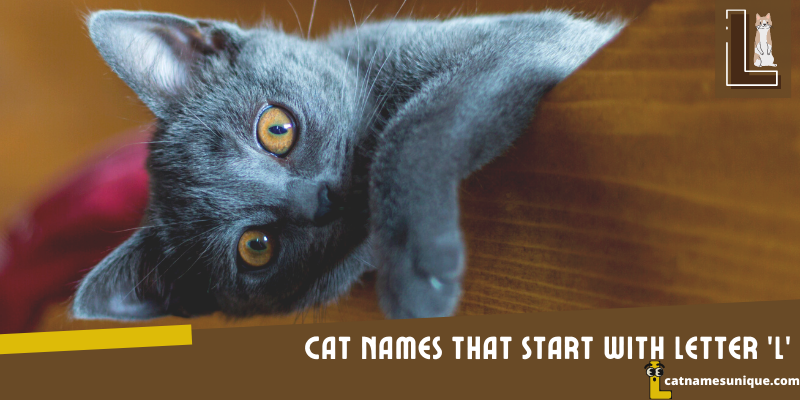 Cat Names Starting with Letter L