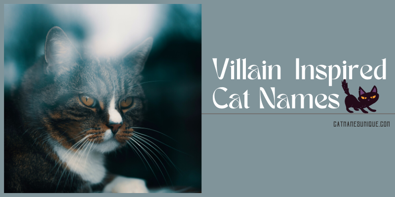 Villain Inspired Cat Names