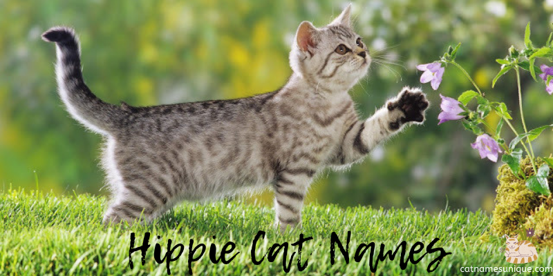 Hippie Cat Names